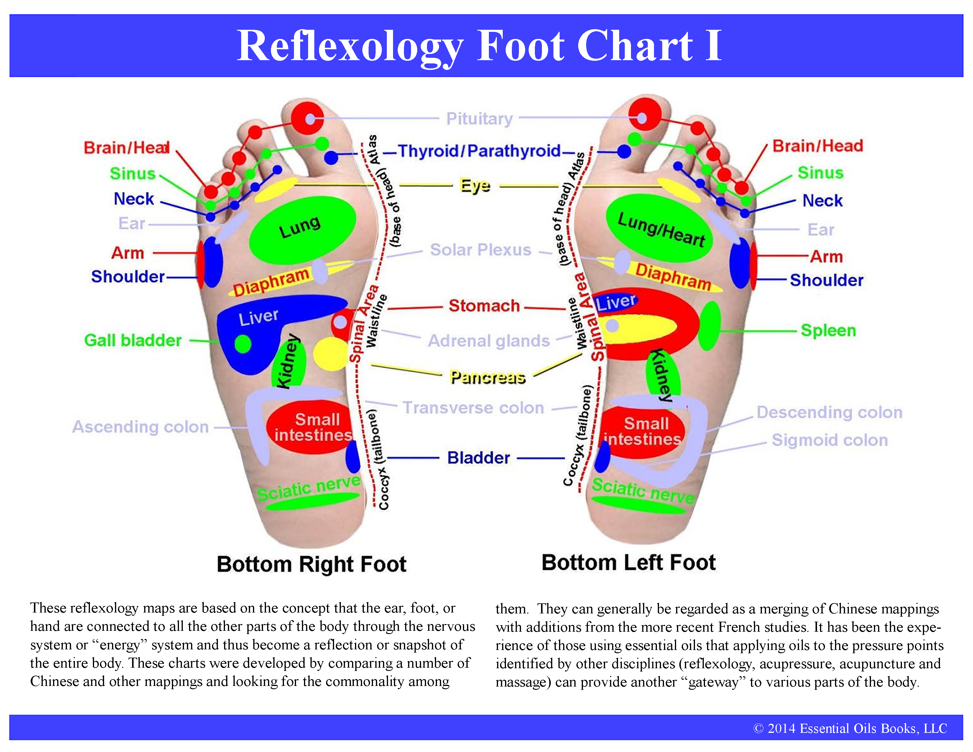 Reflexology Foot Chart